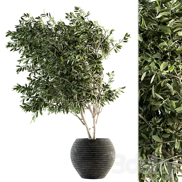 indoor Plant Set 87 – olive 3DModel