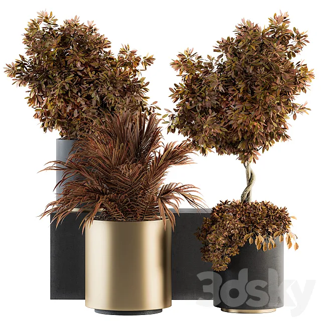 indoor Plant Set 91 – Black and Gold (Red Plant) 3DModel