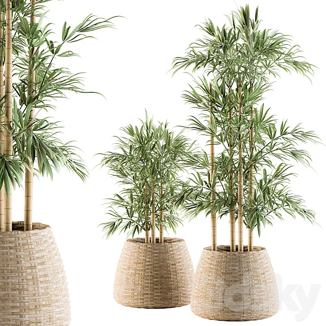 indoor Plant Set 93 – Palm in Mat Pot 3DModel