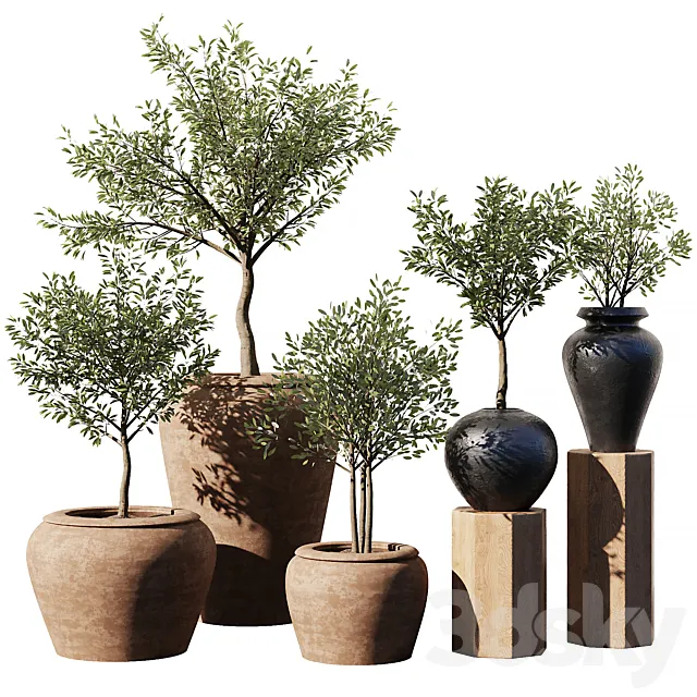 Indoor Plant Set V11 – Olive Old Pot 3D Model