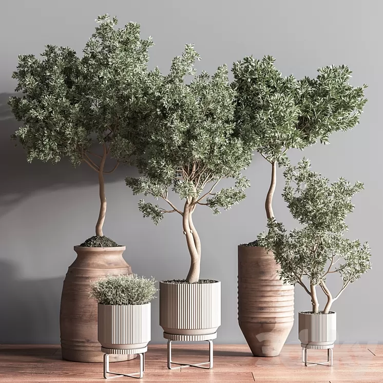 Indoor Plant Set11 3D Model Free Download