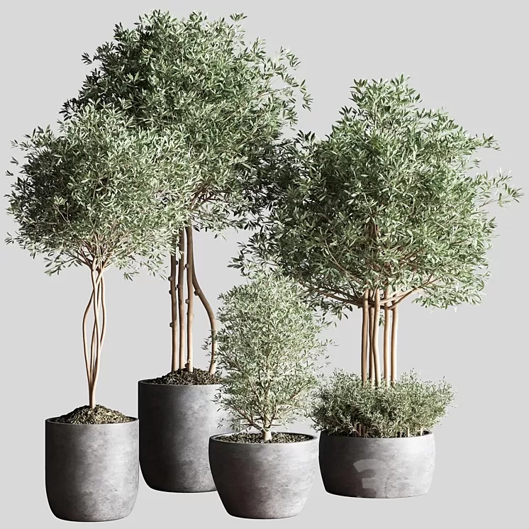 Indoor Plant Set12 3D Model Free Download