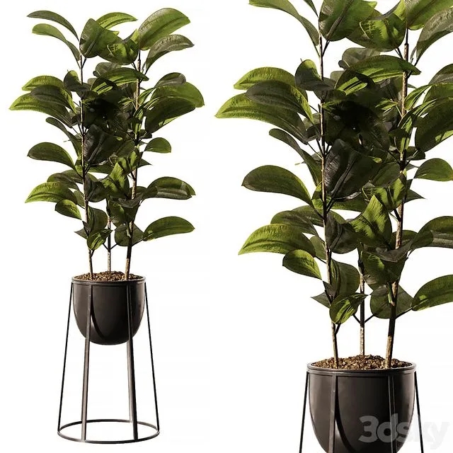 Indoor Plant SetV18 – Ficus Stand Pot 3D Model Indoor Plant SetV18 – Ficus Stand Pot 3D Model