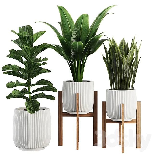 Indoor Plant SetV30 – Sansevieria Banana Ficus 3D Model