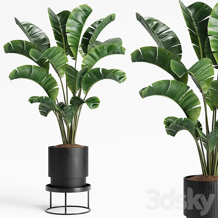 Indoor Plants 15 3D Model Free Download