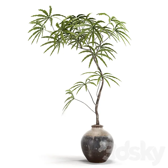 indoor plants 3D Model