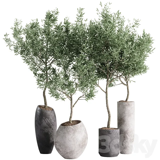 indoor plants – 55 plants in pot 3D Model