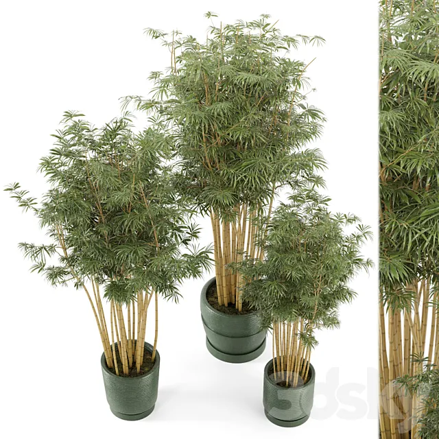 Indoor Plants Bamboo Set in rusty Concrete Pots – Set 108 3DModel Indoor Plants Bamboo Set in rusty Concrete Pots – Set 108 3DModel