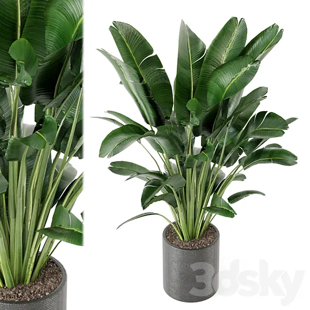 Indoor Plants Collection – Set 009 3D Model Indoor Plants Collection – Set 009 3D Model