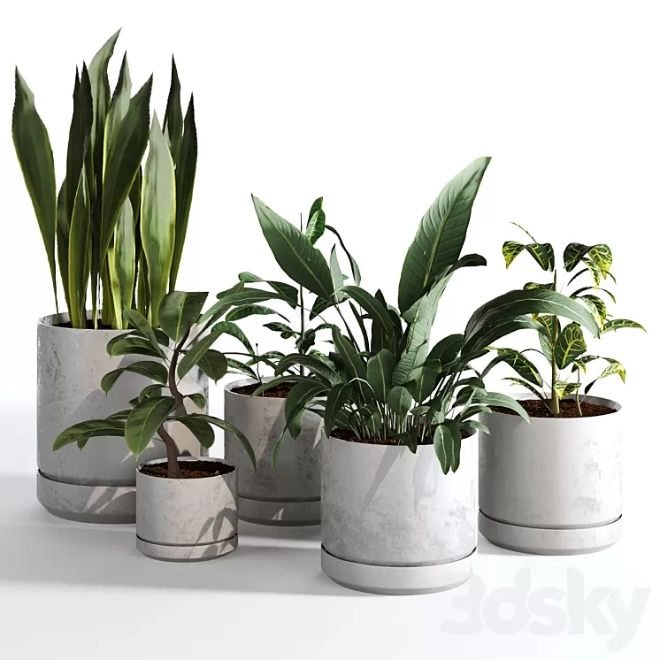 Indoor Plants Collection – Set 03 3D Model Free Download Indoor Plants Collection – Set 03 3D Model Free Download