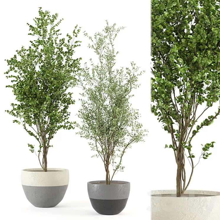 Indoor Plants Collection – Set 411 3D Model Free Download