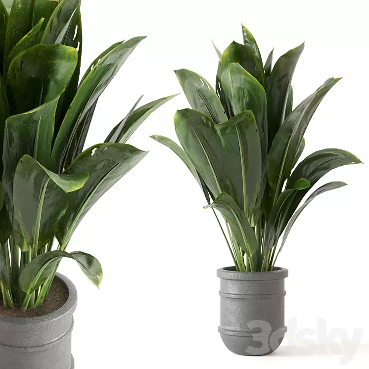 Indoor Plants Collection – Set 412 3D Model Free Download