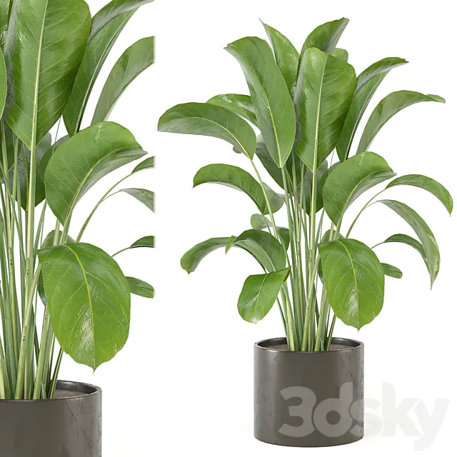 Indoor Plants Collection – Set 455 3D Model Indoor Plants Collection – Set 455 3D Model