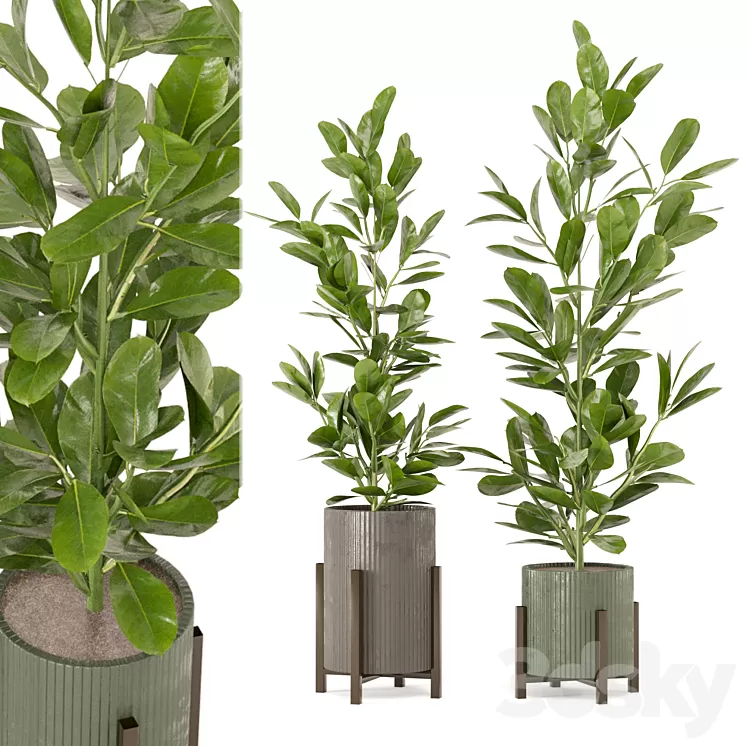 Indoor Plants Collection – Set 462 3D Model