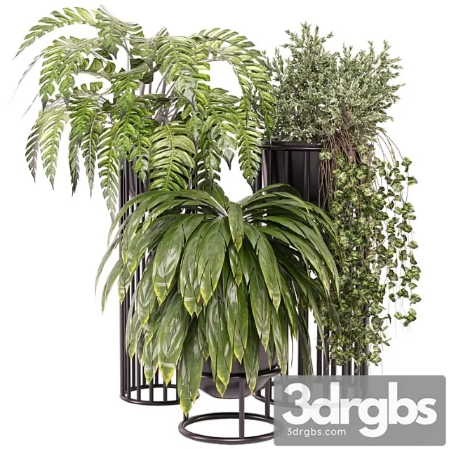 Indoor plants collection – set 614