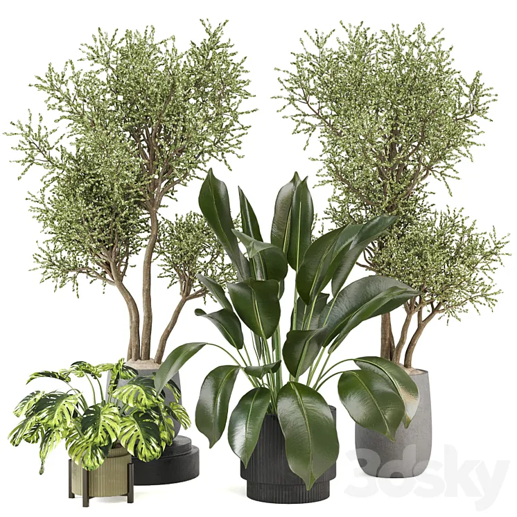 indoor Plants Collection – Set 646 3D Model Free Download