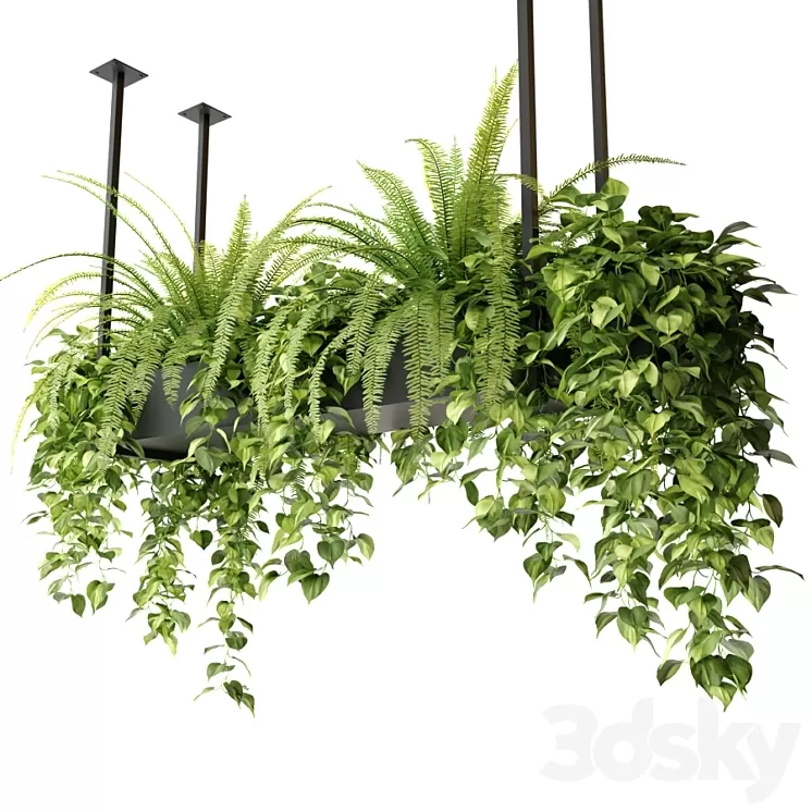 Indoor plants in a hanging rectangular planter 3D Model