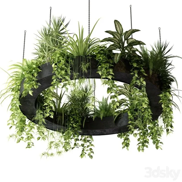 Indoor plants in a hanging ring planter 3D Model Indoor plants in a hanging ring planter 3D Model