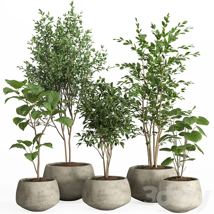 indoor plants in concrete pot-set 32 3D Model Free Download indoor plants in concrete pot-set 32 3D Model Free Download