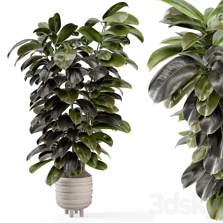 Indoor Plants In Concrete Pots – Set 953 3D Model Free Download