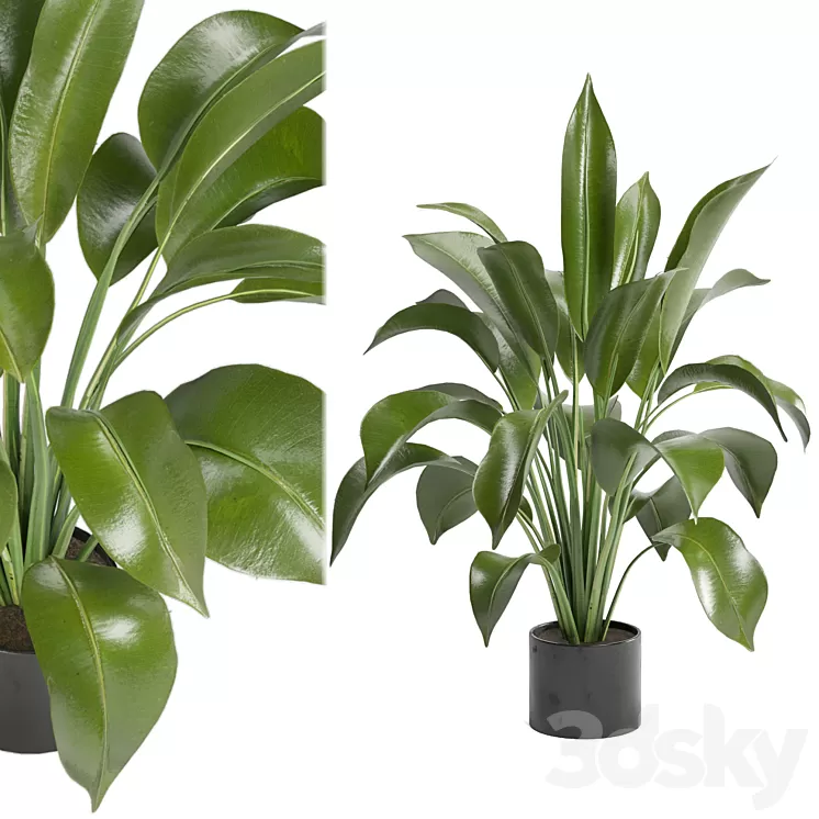 Indoor Plants in Ferm Living Bau Pot Large – Set 136 3D Model Free Download