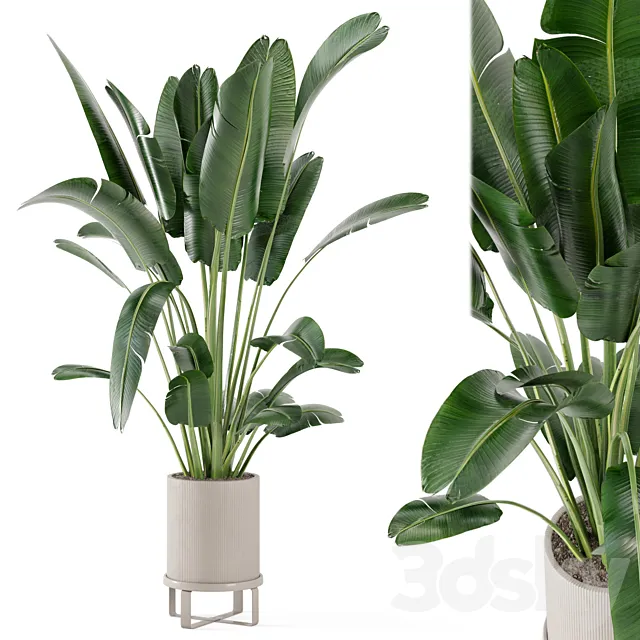 Indoor Plants in Ferm Living Bau Pot Large – Set 173 3DModel Indoor Plants in Ferm Living Bau Pot Large – Set 173 3DModel
