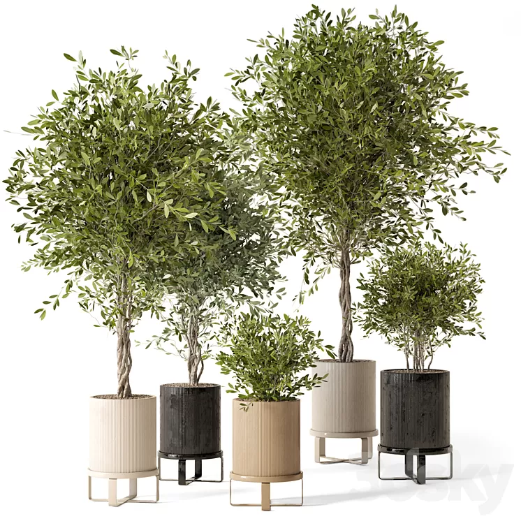 Indoor Plants in Ferm Living Bau Pot Large – Set 354 3D Model Free Download