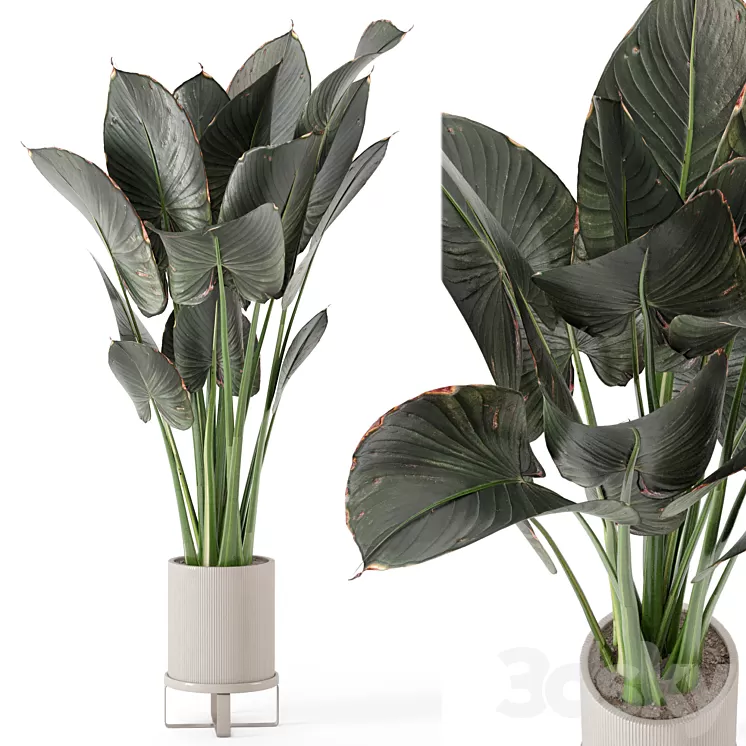 Indoor Plants in Ferm Living Bau Pot Large – Set 555 3D Model Free Download