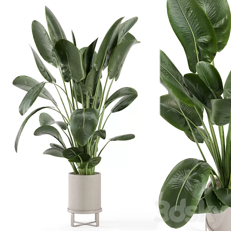 Indoor Plants in Ferm Living Bau Pot Large – Set 765 3D Model