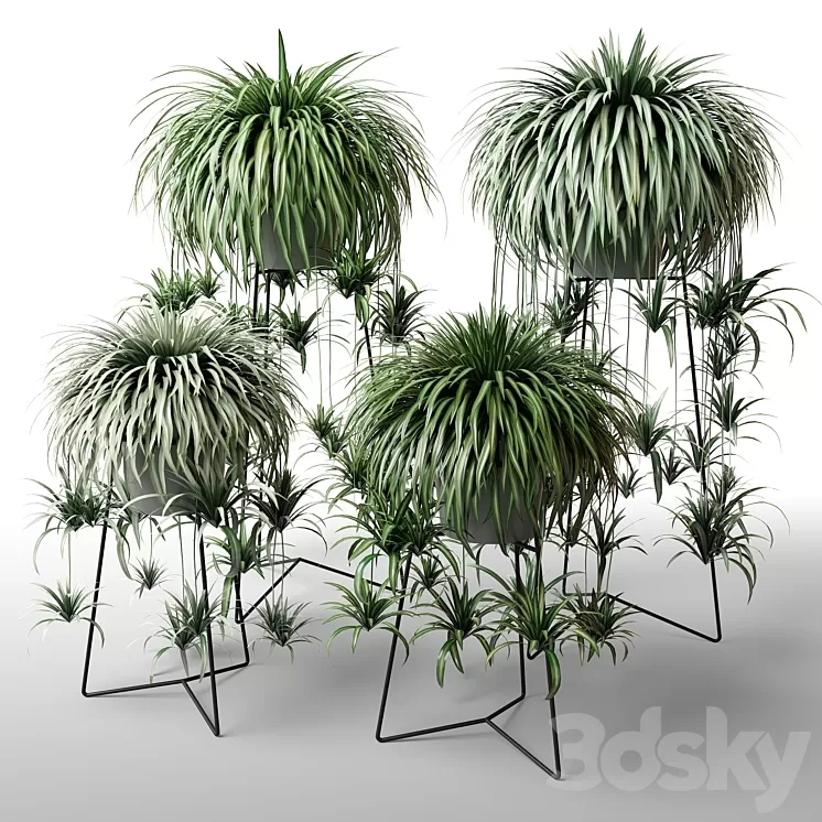 Indoor plants in floor planters 3D Model Indoor plants in floor planters 3D Model