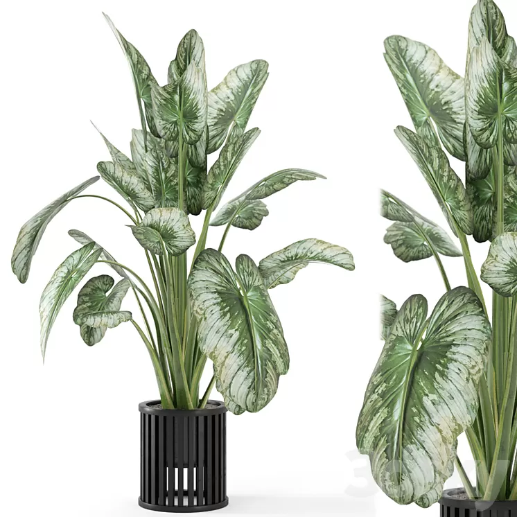 Indoor Plants in Metal Pot – Set 842 3D Model Free Download Indoor Plants in Metal Pot – Set 842 3D Model Free Download