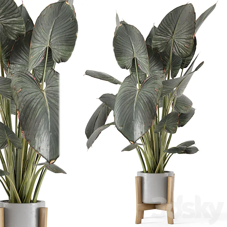 Indoor Plants in rusty Concrete Pot on Wooden Base – Set 890 3D Model Free Download