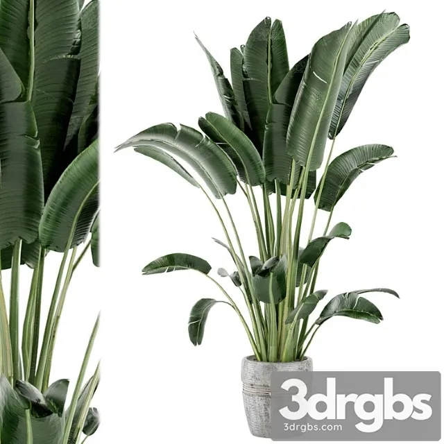 Indoor plants in rusty concrete pot – set 124