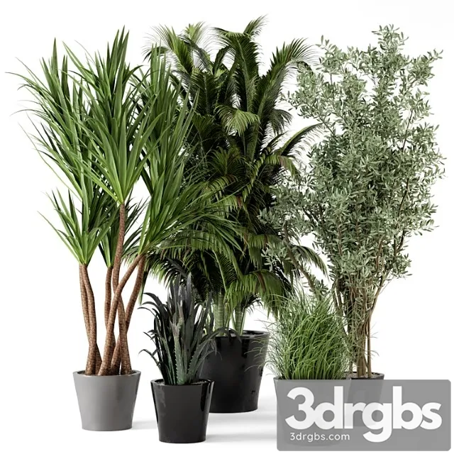 Indoor plants in rusty concrete pot – set 225