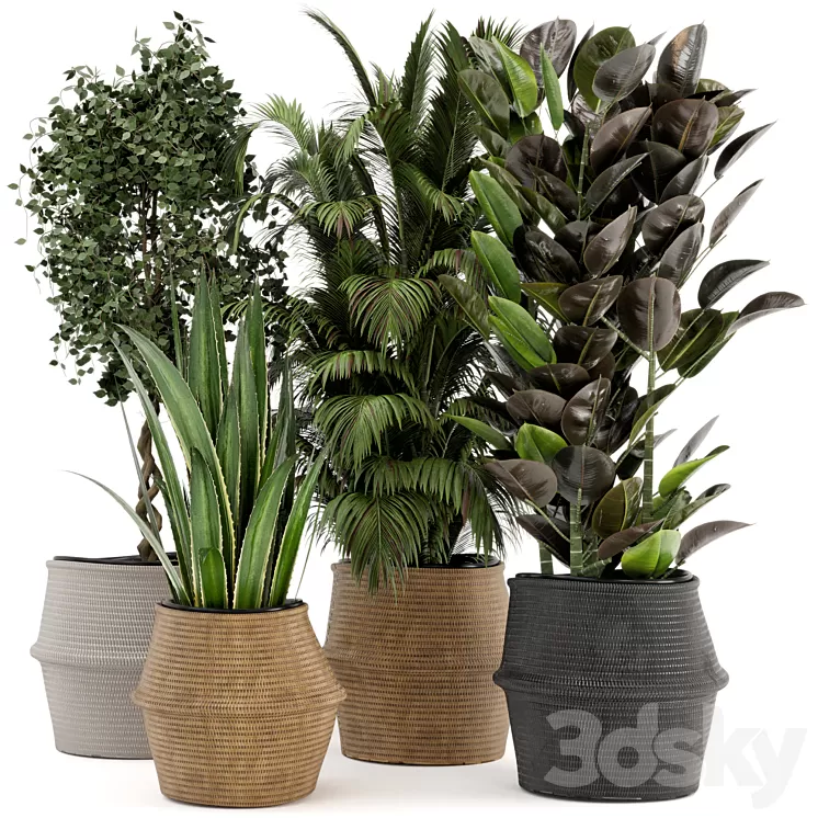 Indoor Plants in Wicker Basket – Set 258 3D Model Free Download