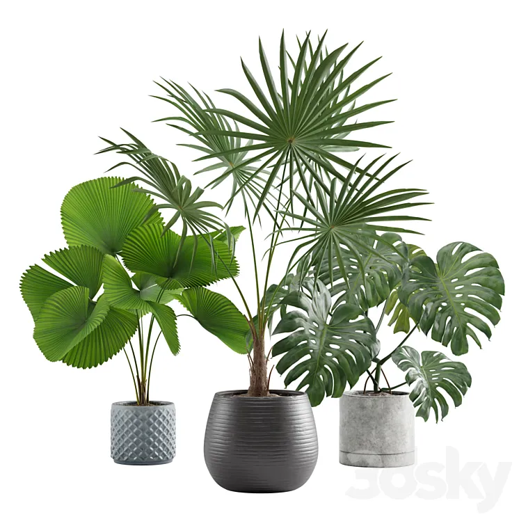 Indoor Plants Pack 09 3D Model Free Download