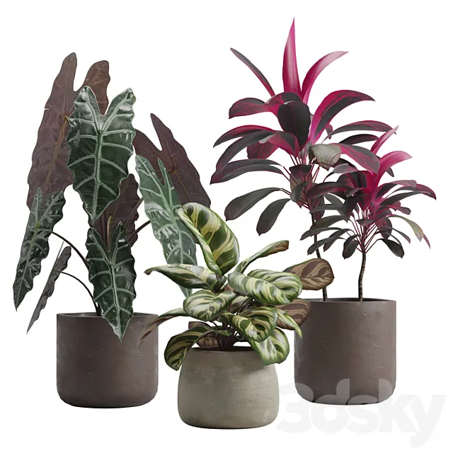 Indoor Plants Pack 14 3D Model Indoor Plants Pack 14 3D Model