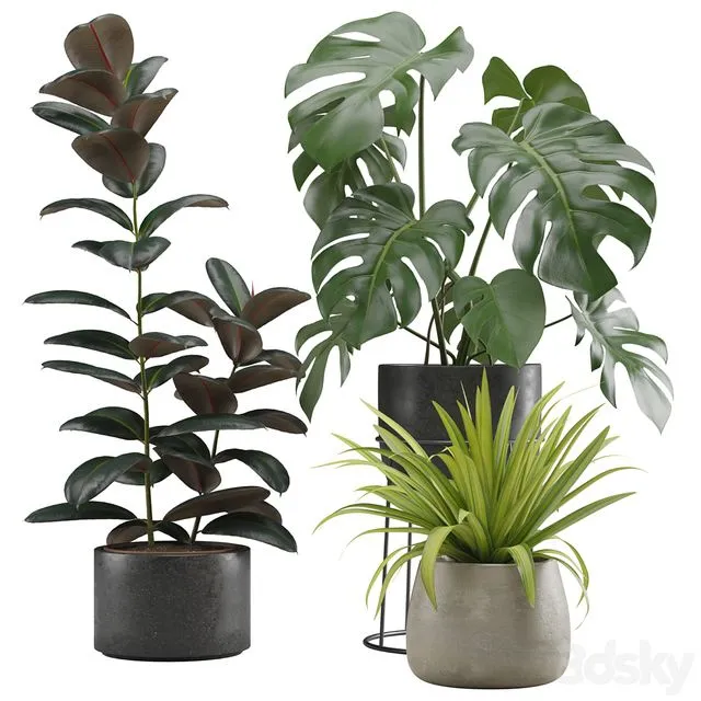 Indoor Plants Pack 15 3D Model Indoor Plants Pack 15 3D Model