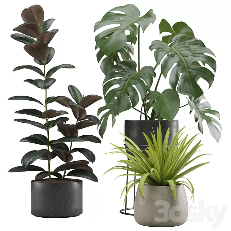 Indoor Plants Pack 15 3D Model Free Download