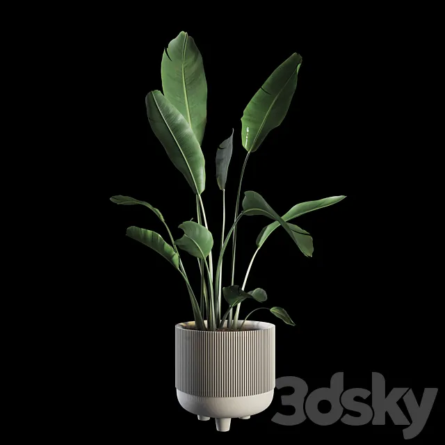 Indoor Plants Set 04 3DModel Indoor Plants Set 04 3DModel