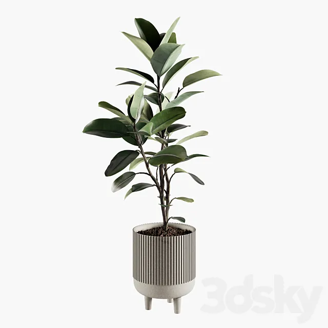 Indoor Plants Set 07 3D Model