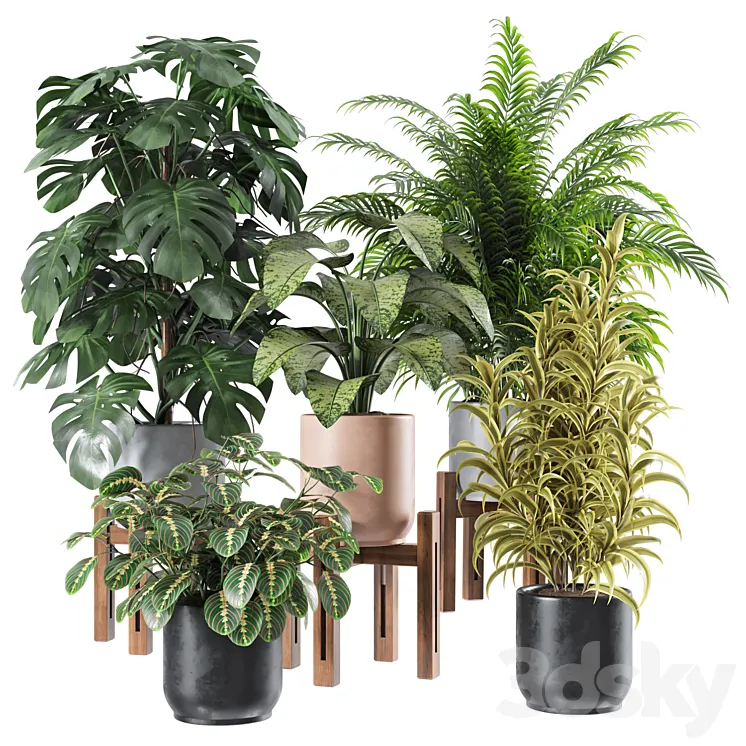 Indoor Plants Set 1 3D Model Free Download