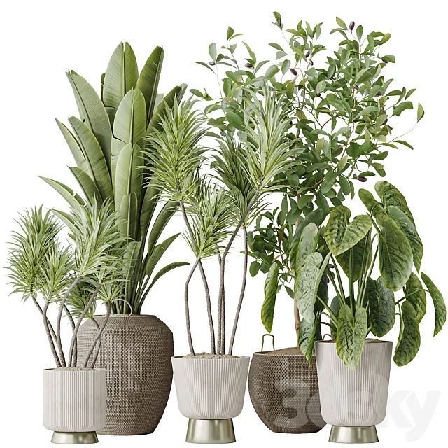 Indoor plants set 114 Spineless Yucca and Ravenala Banana Strelitzia and Briful Pachira and Cunjevoi Alocasia Jardin 3D Model