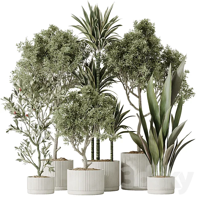 Indoor plants set 63 3D Model