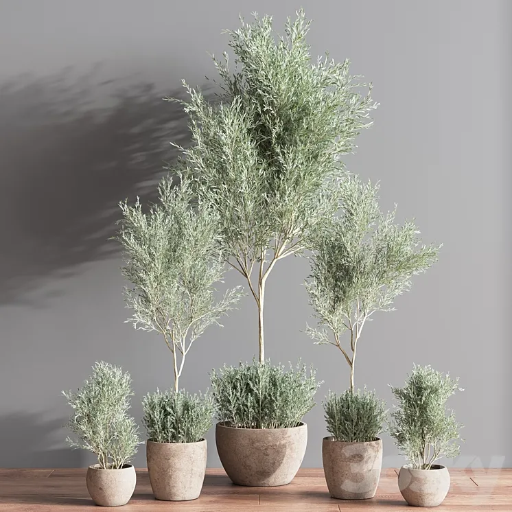 Indoor_Plant_olive_Set_07 3D Model Free Download