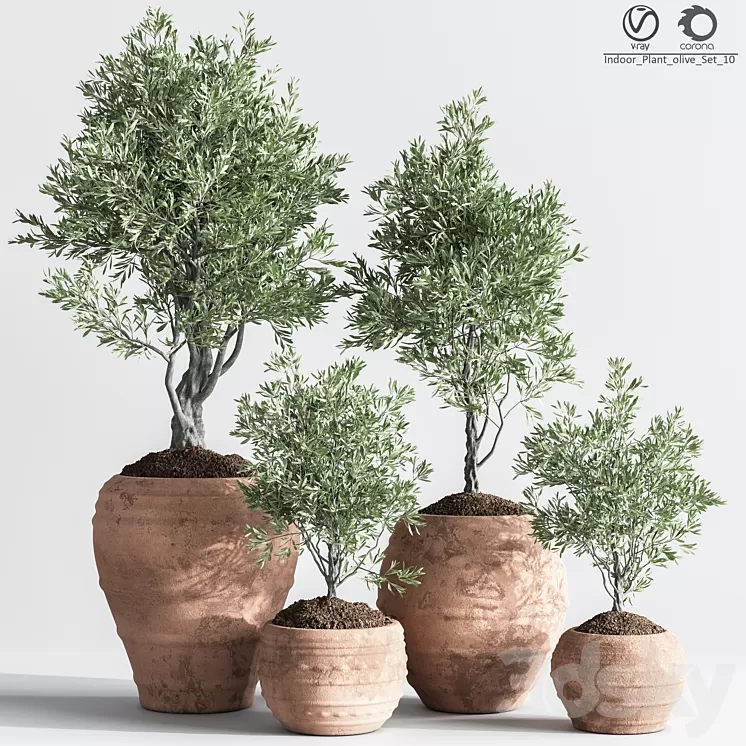 Indoor_Plant_olive_Set_10 3D Model Free Download