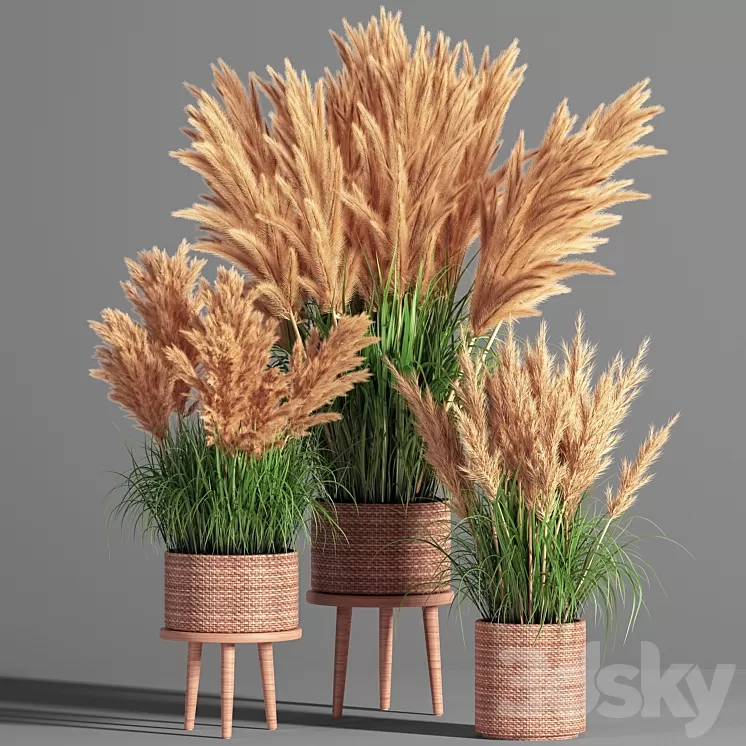 Indoor_Plant_Set_49 (pampas) 3D Model