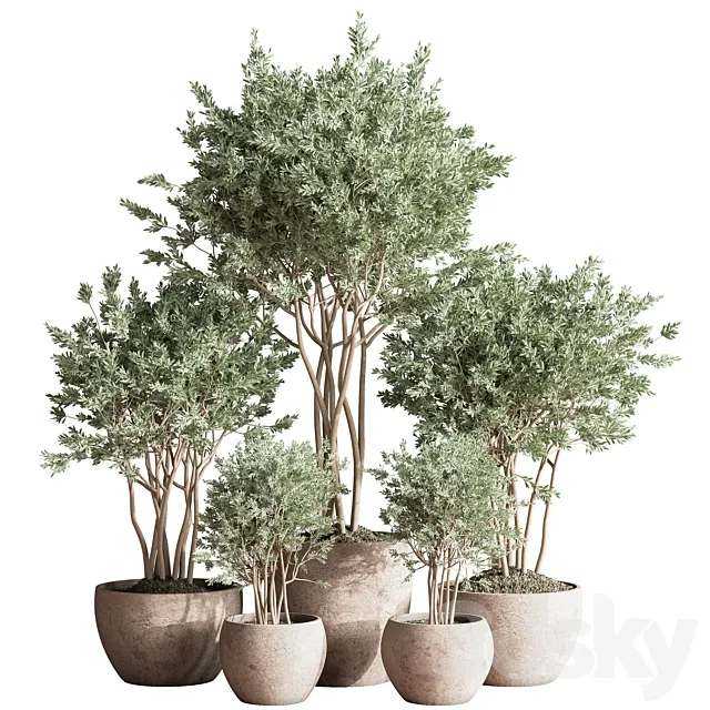 Indoor_Plant_Set_61 3D Model