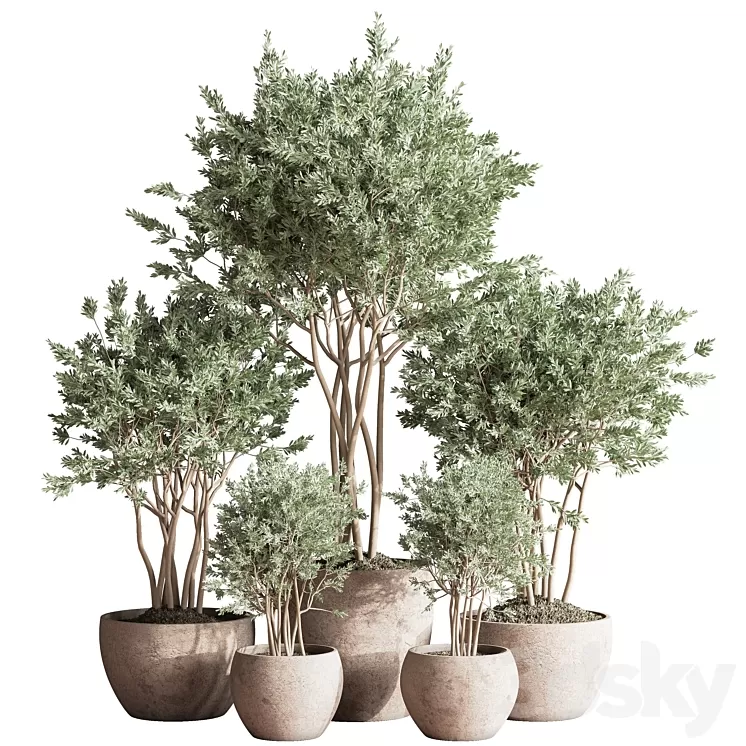 Indoor_Plant_Set_61 3D Model Free Download