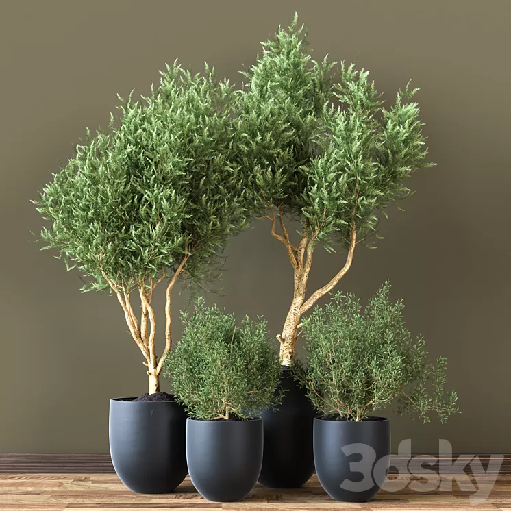 Indoor_Plant_Vol_19 3D Model